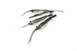 Snatch Bite Shrimp de Magbite - vinilo darting rockfishing